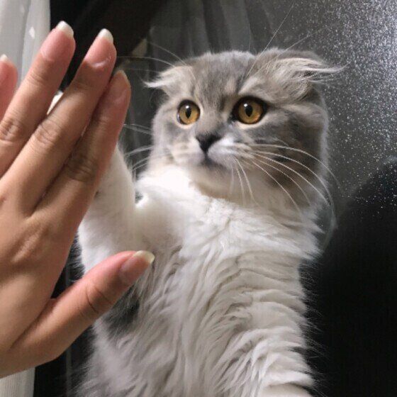 タッチするスコティッシュフォールド