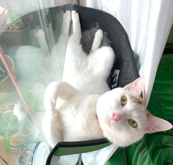 まったりするサニちゃん