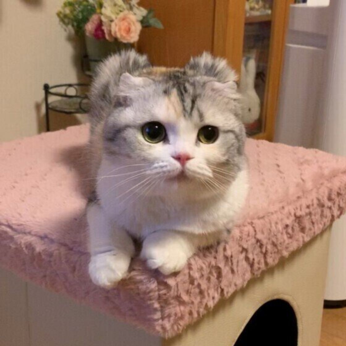 飼い主さんの帰宅時に抱っこを求める猫 その気持ちを人に例えてみた ねこのきもちweb Magazine 飼い主さんの帰宅時に抱っこを求める猫 その気持ちを人に例えてみた ねこのきもちweb Magazine