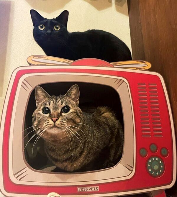 まったりするアビーちゃんとロニーちゃん