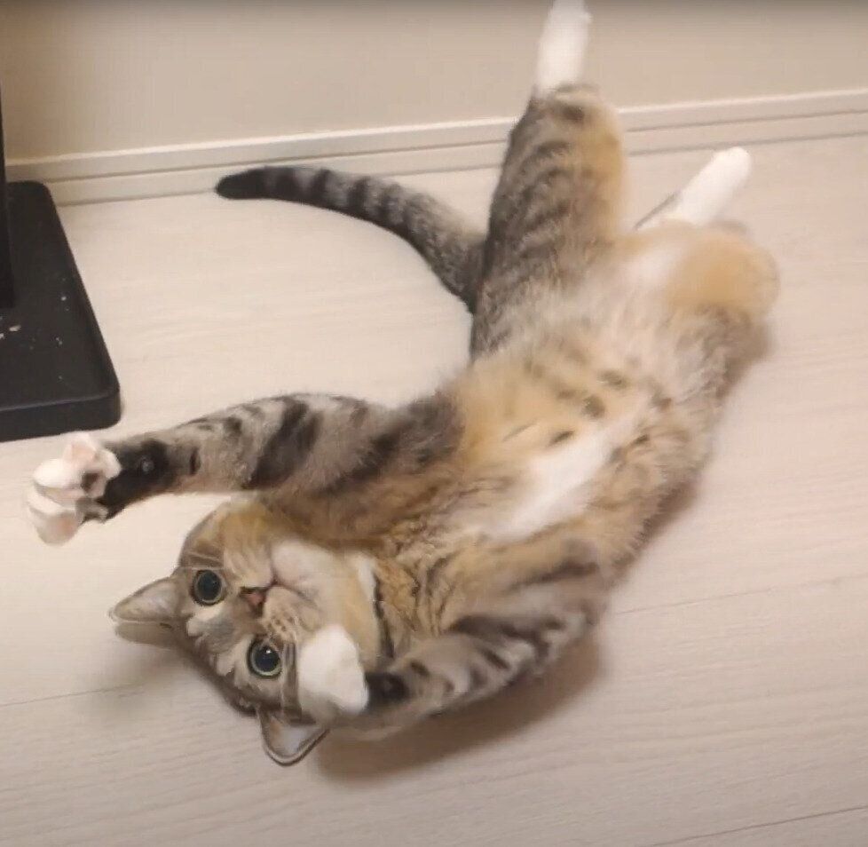 たまらんのニャ 子猫のようにじゃらしと戯れるキュートなマンチカンズ ねこのきもちweb Magazine