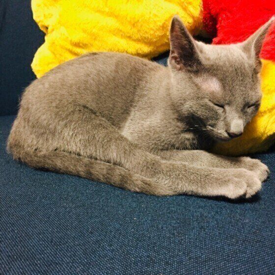 ロシアンブルー