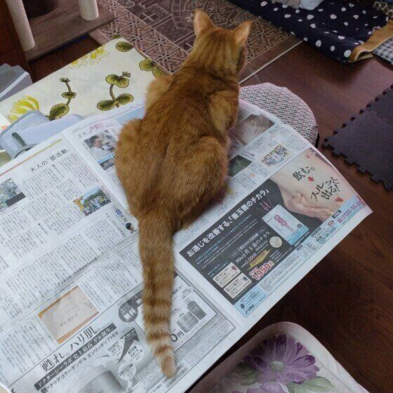 茶トラのロビンくん