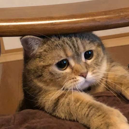 見つめるマンチカン