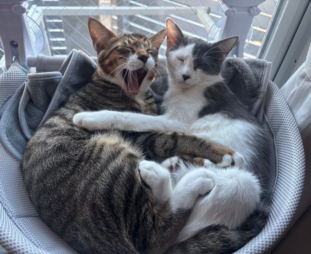 仲良しなのぶながくん、ガラシャちゃん