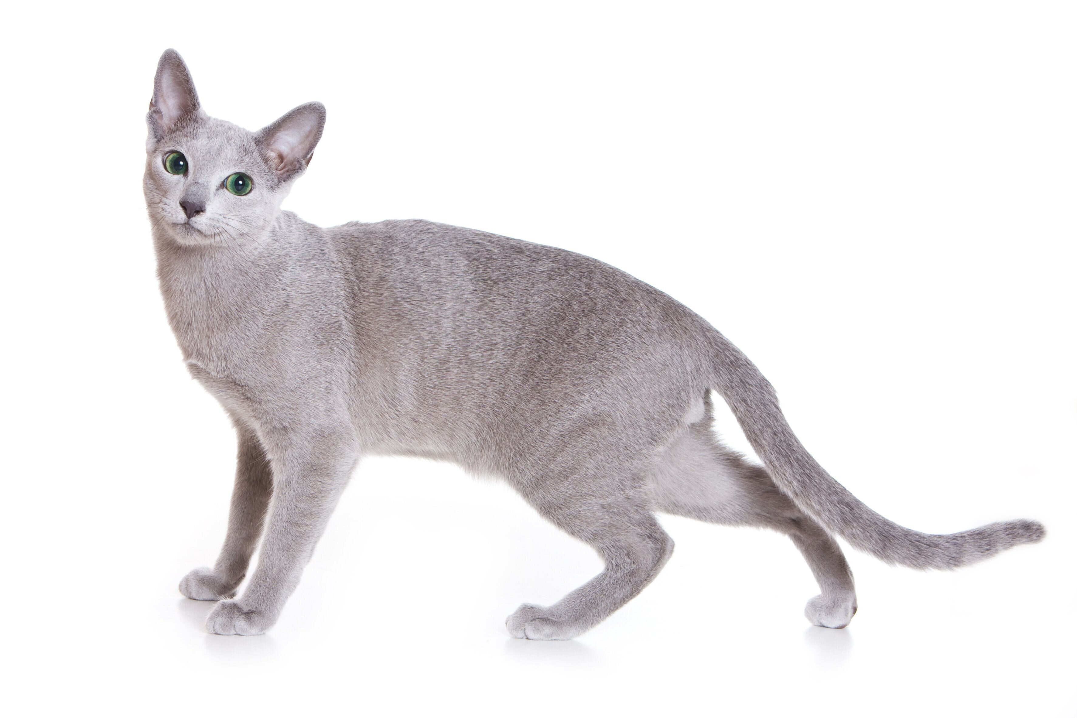 ロシアンブルーの特徴と飼い方 可愛い画像いっぱい｜ねこのきもち 猫