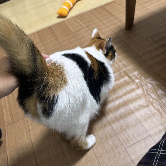 おしりトントンしてもらう三毛猫