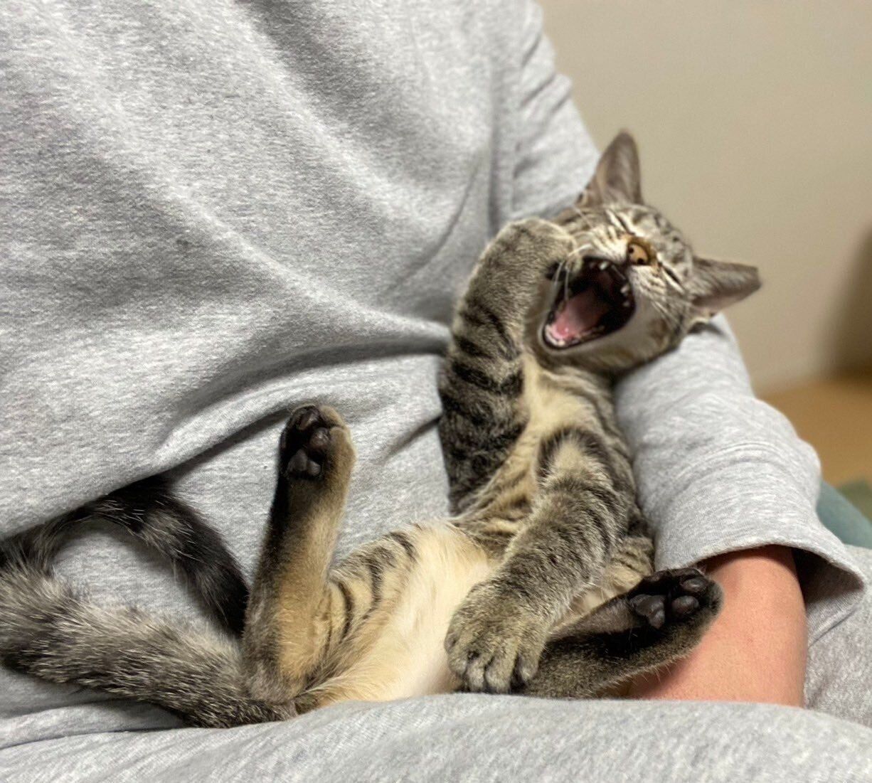 飼い主さんの膝の上でリラックスモードのはるちゃん。