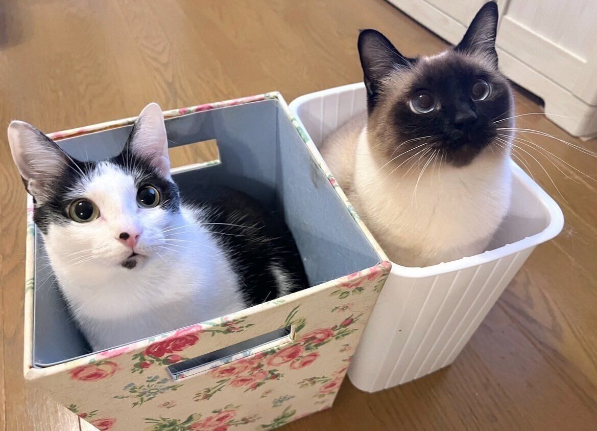 ゴミ箱に入るまめちゃん、先住猫・なみちゃん