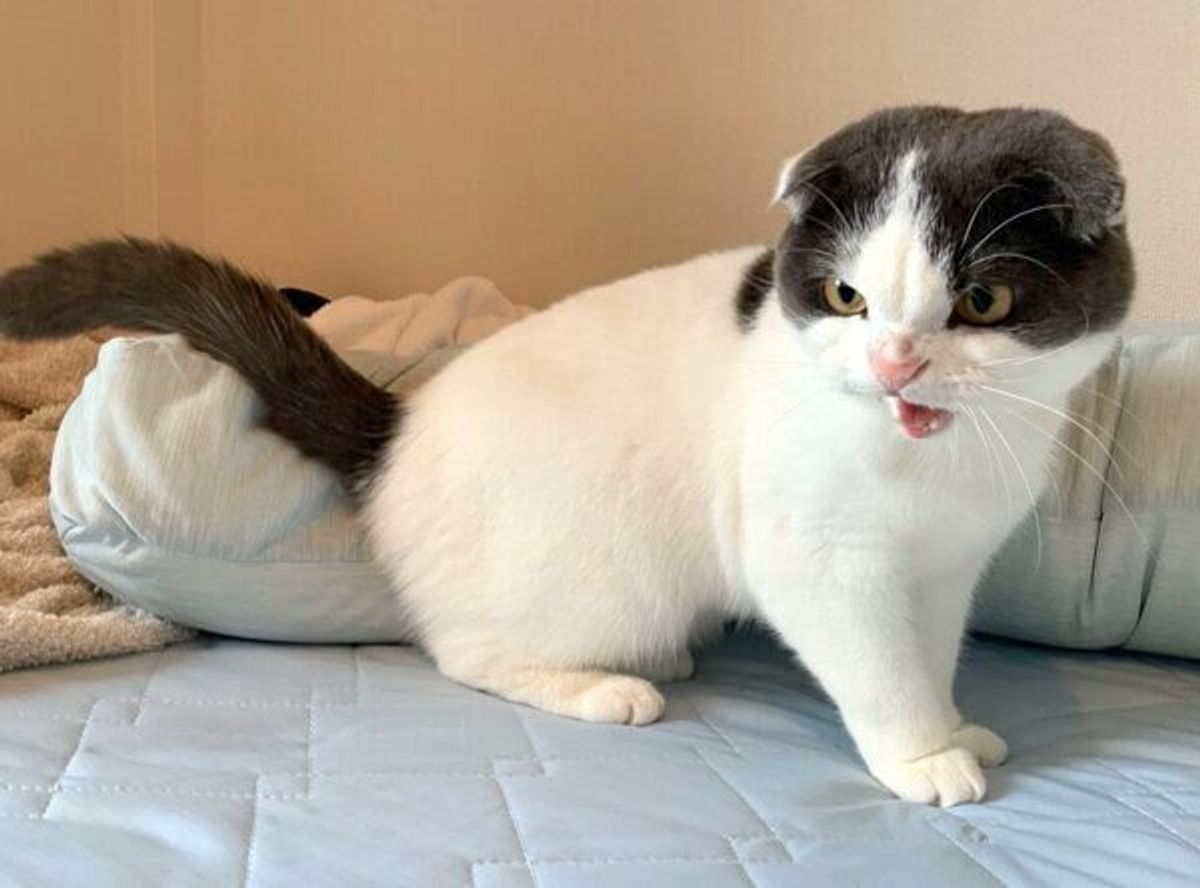 なんだかポケモンみたい 掃除機を見て激オコな猫が可愛すぎる ねこのきもちweb Magazine なんだかポケモンみたい 掃除機を見て激オコな猫が可愛すぎる ねこのきもちweb Magazine