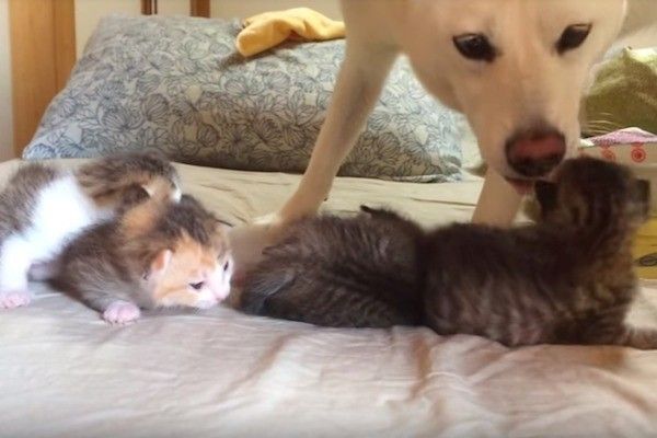 子猫のお世話をするワンコ