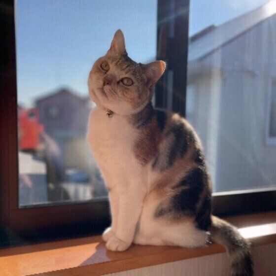 スコティッシュフォールドのモモちゃん