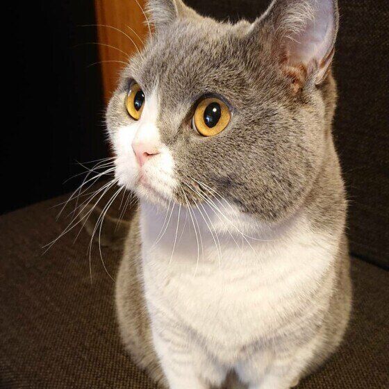 ブリティッシュショートヘアのぶぶちゃん♪