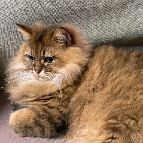 ペルシャのかかおちゃん