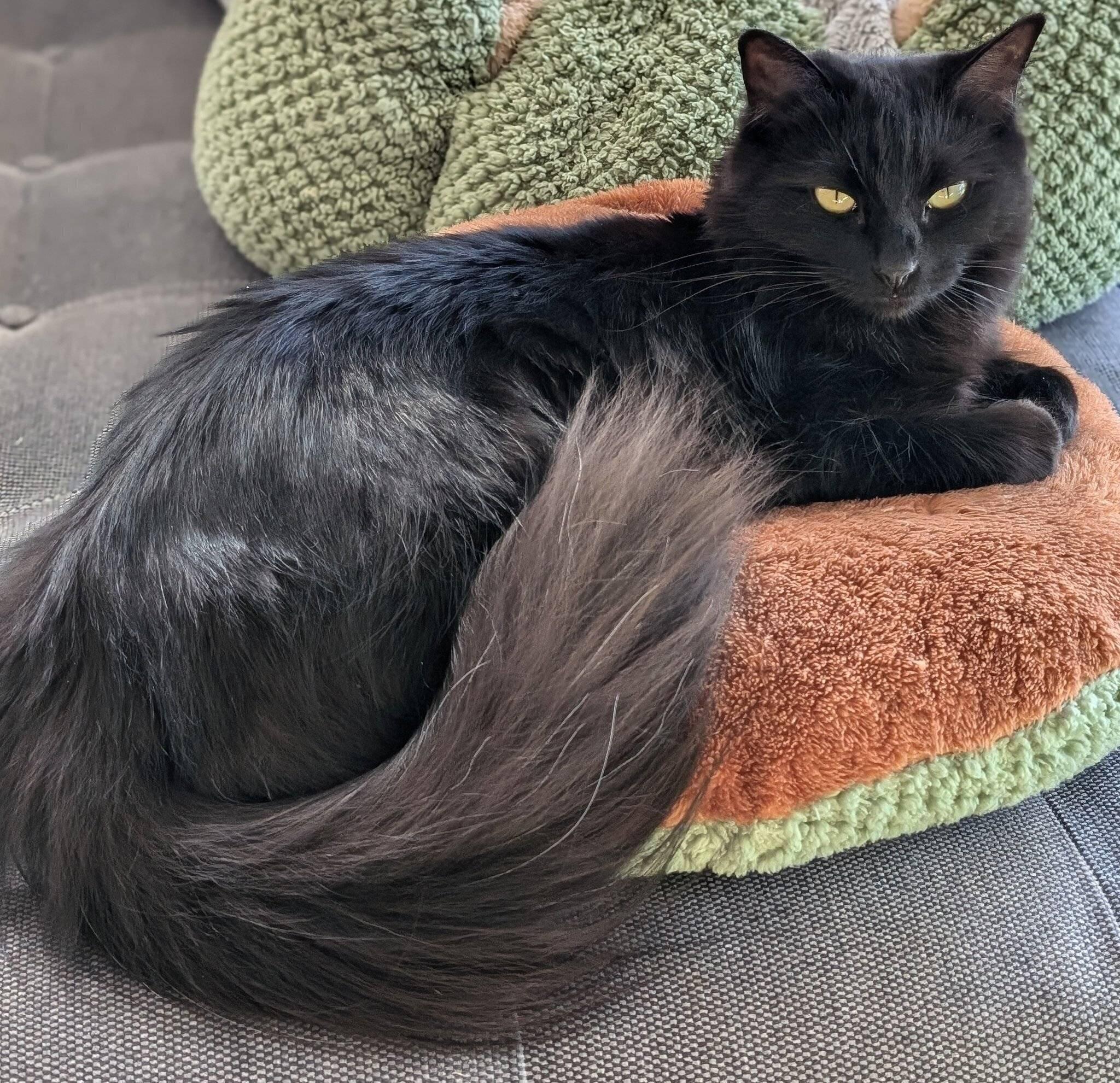 優雅にくつろぐモアちゃん