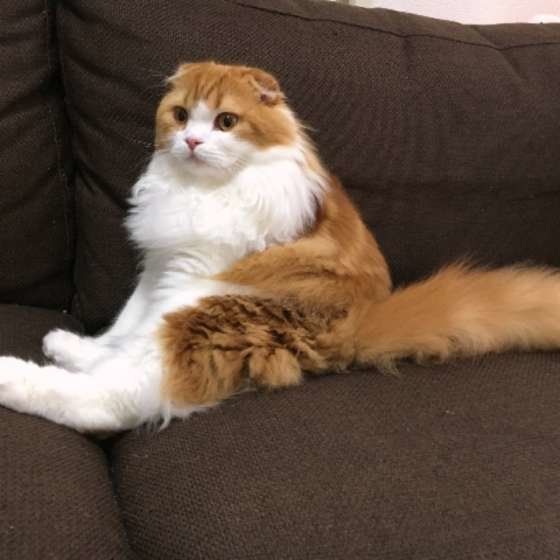 くつろぐスコティッシュフォールド・ロングヘア