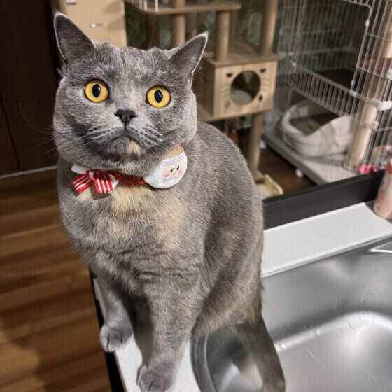 ブリティッシュショートヘアのオハナちゃん♪