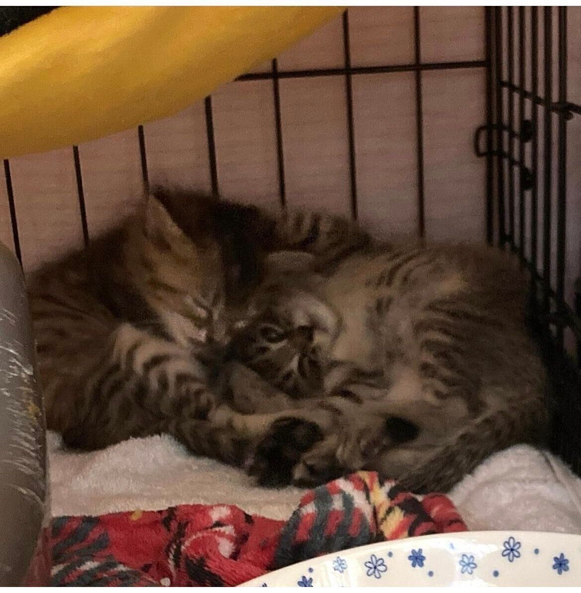 譲渡会で出会った頃のルルくんとララちゃん