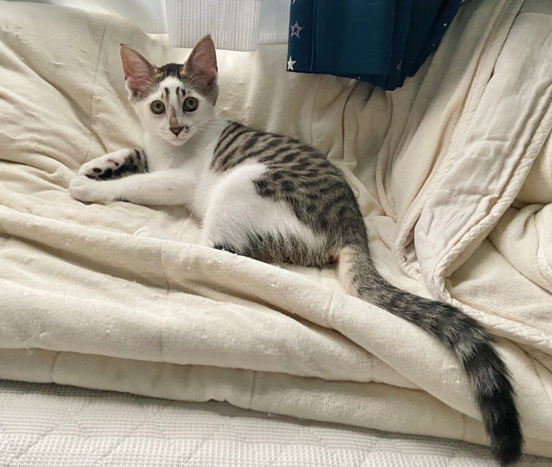 見つめるブキくん