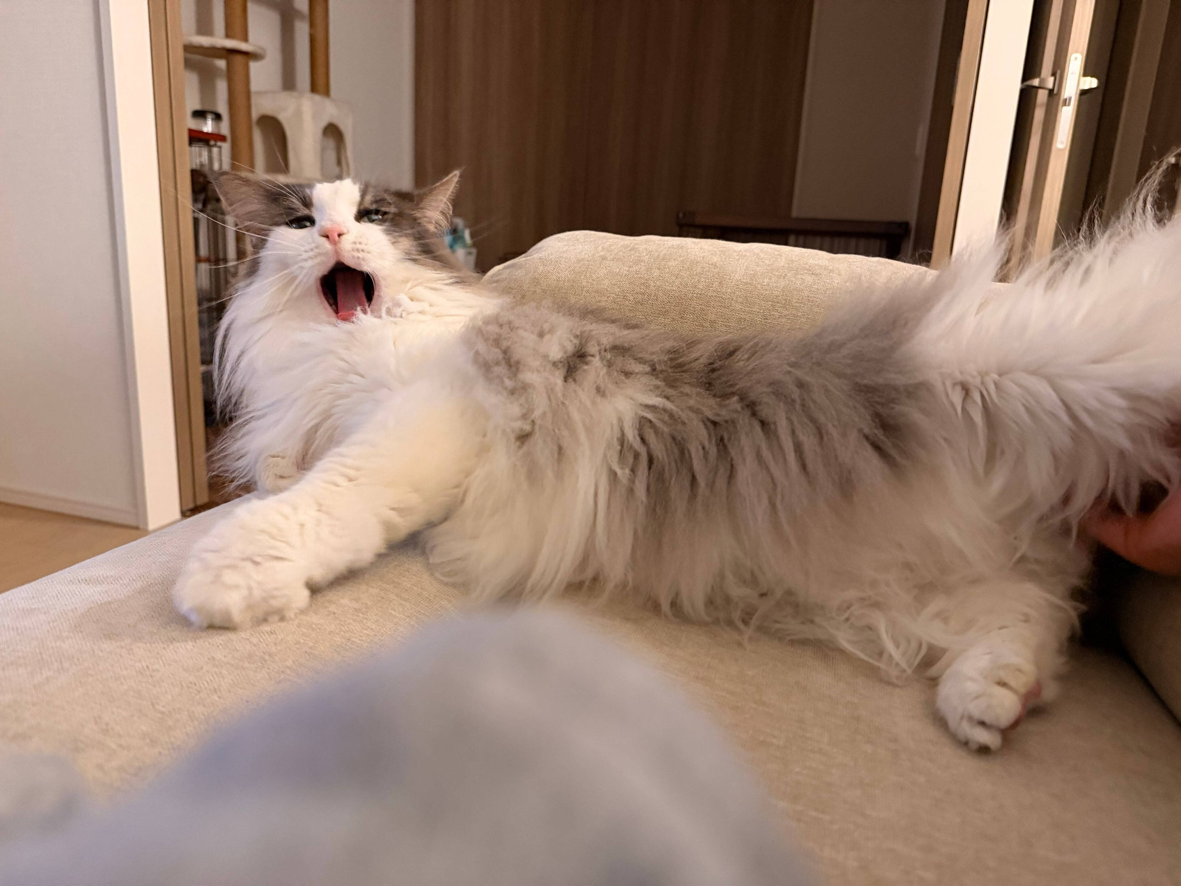もふもふなライムくん