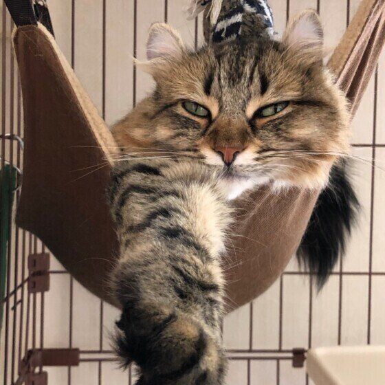 見つめるアメリカンカール