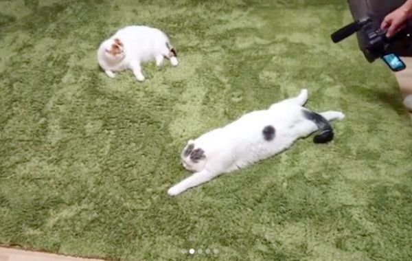 ぐでっと伸びるライくん