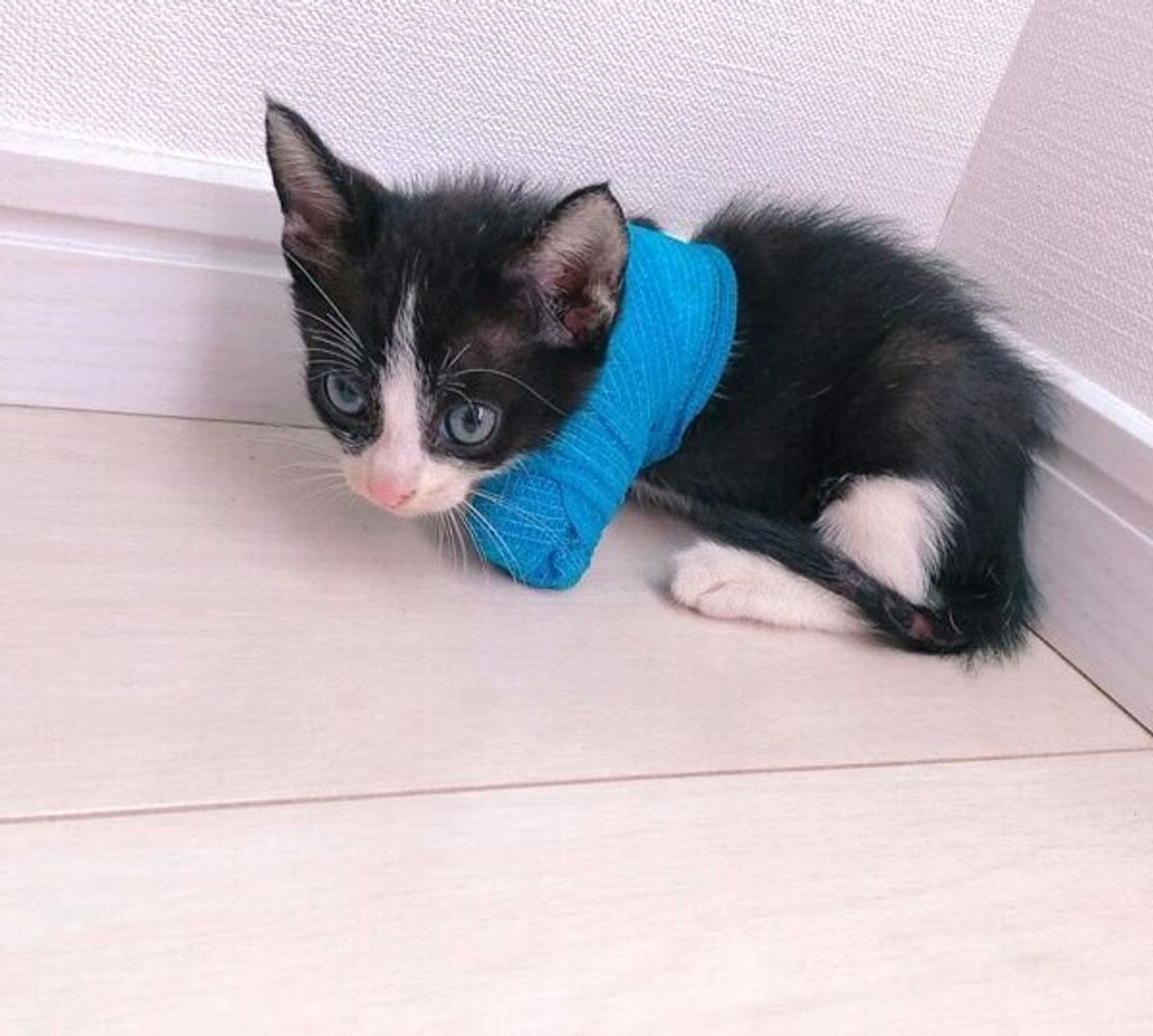 私も頑張ろうと思える 車のエンジンルームに巻き込まれて左腕を失ったハチワレ子猫の今の姿 ねこのきもちweb Magazine