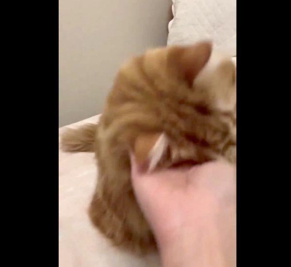 「おかわり」を頭でするちくわちゃん