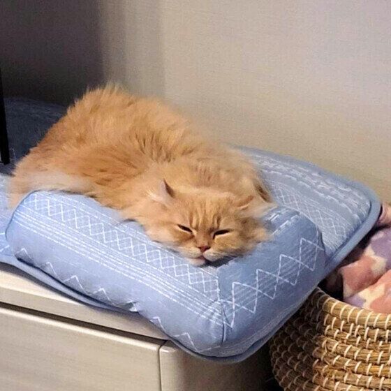 クッションにあごをのせるアメリカンカール