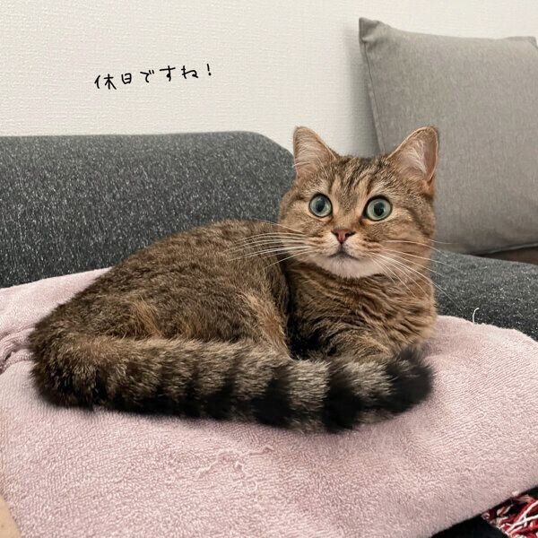 まったりするきなこちゃん