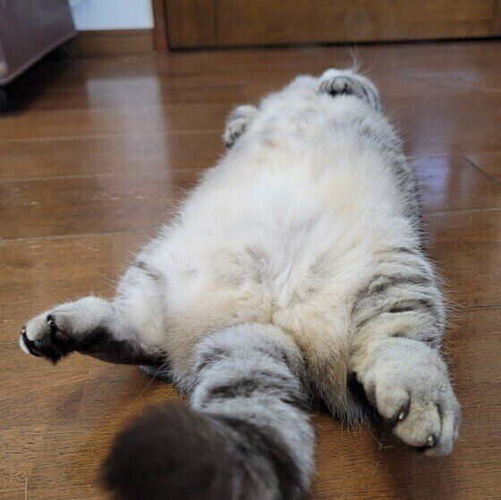 へそ天する猫（マンチカン、メス）