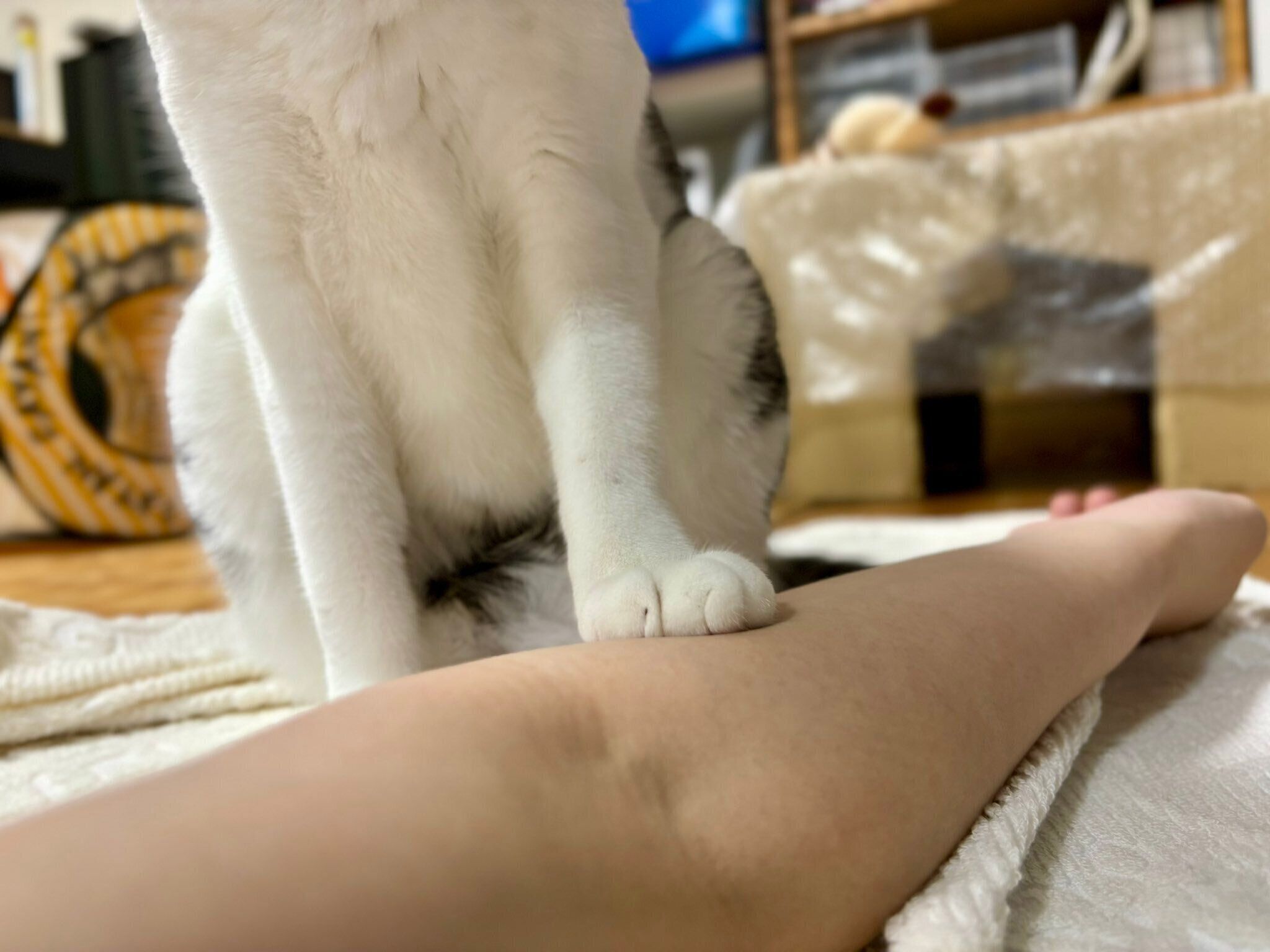 飼い主さんの腕を踏むしおちゃん