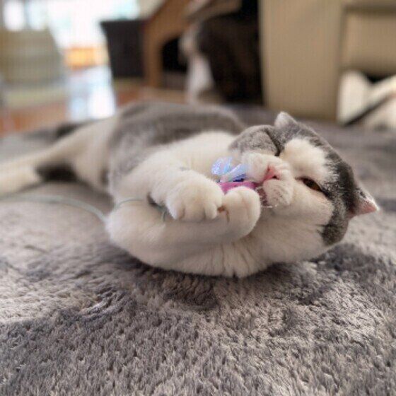 遊ぶクーちゃん（スコティッシュフォールド、オス）