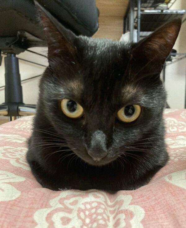 くつろぐあさりちゃん