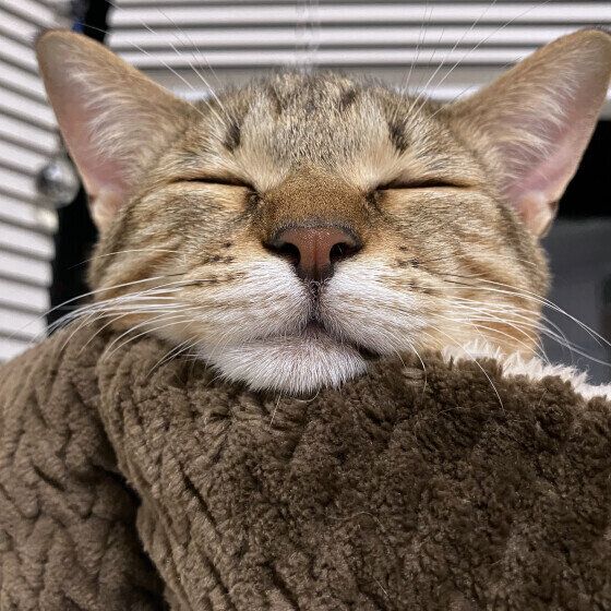 キジトラのマオくん