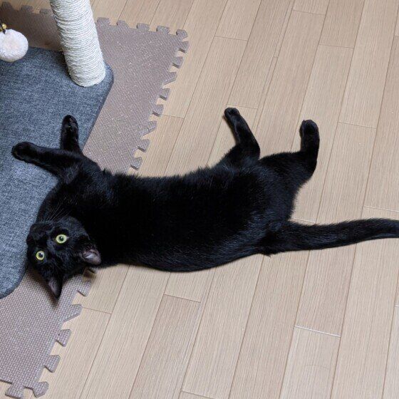 黒猫のくーちゃん