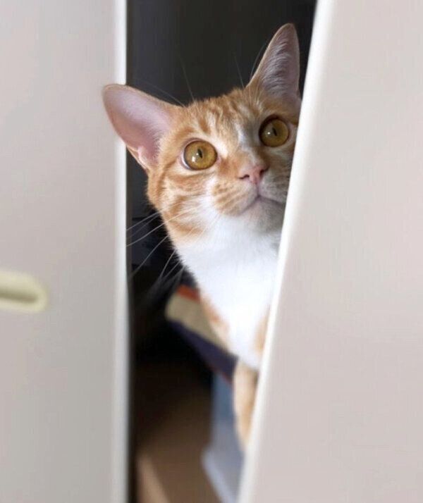 ちらっと顔を出すハマグリちゃん