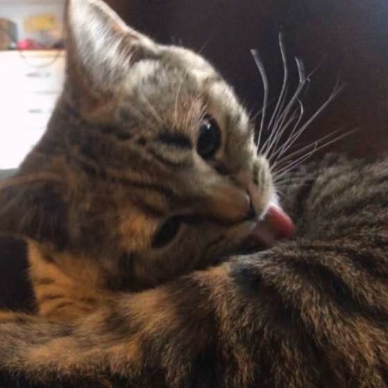 スコティッシュフォールド こまりちゃん