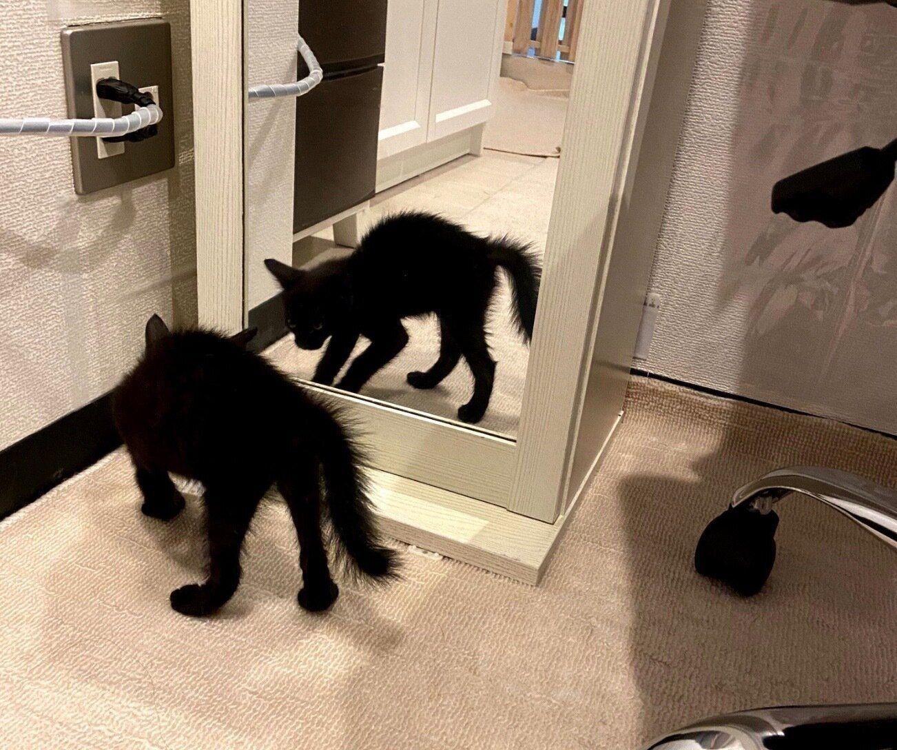 「やんのかステップ」をするトニーくん