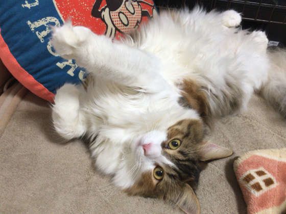 かまってほしそうなメインクーン