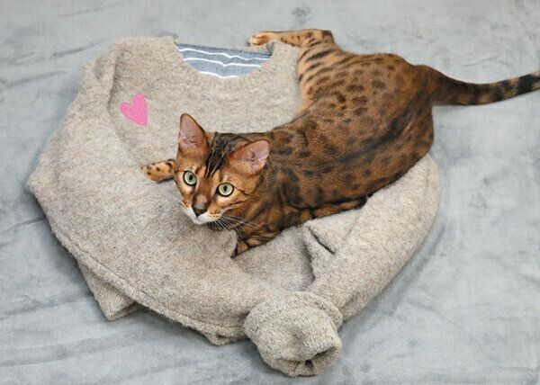 セーターの上でくつろぐ猫