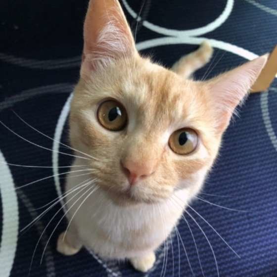  ジンくん 茶トラ　MIX