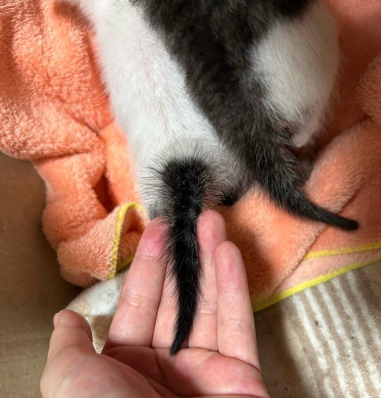 生後2週齢ごろのベンツちゃんのしっぽ