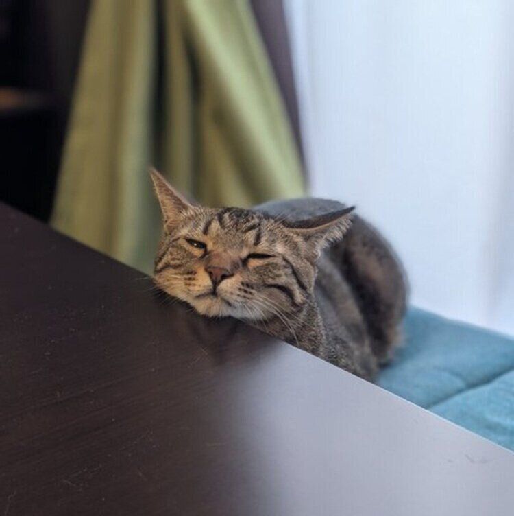 テーブルにあごのせするむぎくん