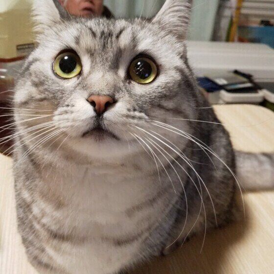 何かを期待するマンチカン