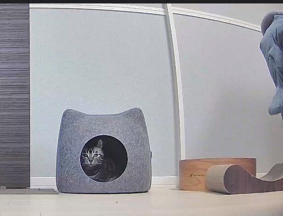 ネコ型ドームの中もお気に入り