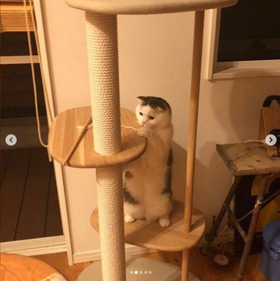 猫タワーで夢中になって遊ぶ猫