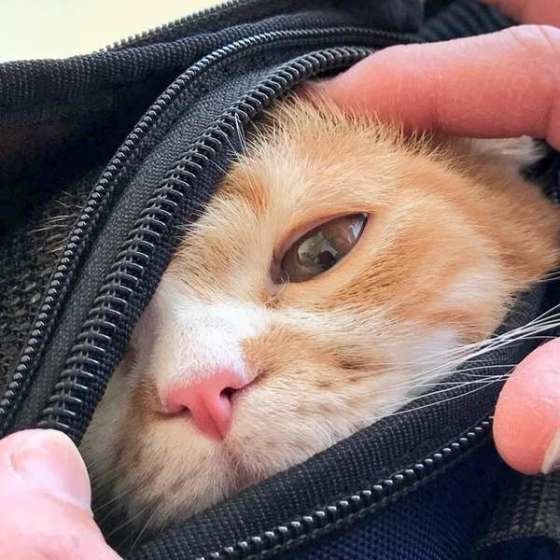 キャリーバッグに入るスコティッシュフォールド