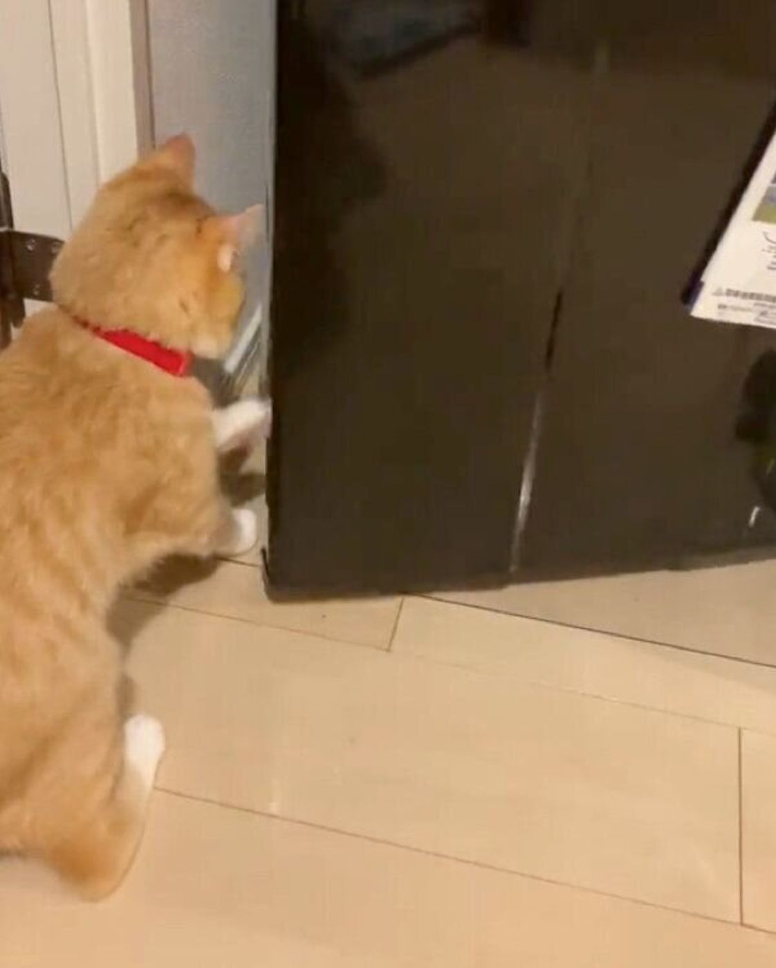 冷蔵庫を開けることに成功した猫 カメラの存在に気づき ドヤ顔 が最高すぎる ねこのきもちweb Magazine 冷蔵庫を開けることに成功した猫 カメラの存在に気づき ドヤ顔 が最高すぎる ねこのきもちweb Magazine