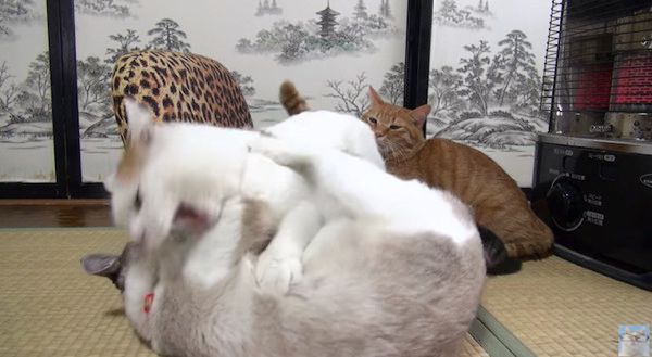 ストーブ合戦する猫たち